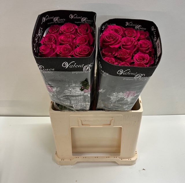 Rosa ec gotcha VL.jpg